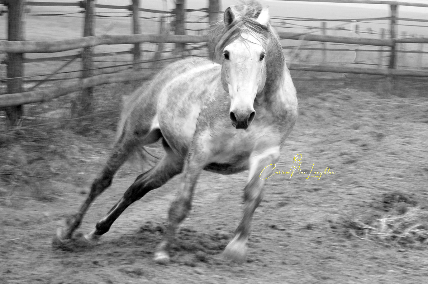 Fine art photograph of a rescued horse by Carina Mac Laughlan