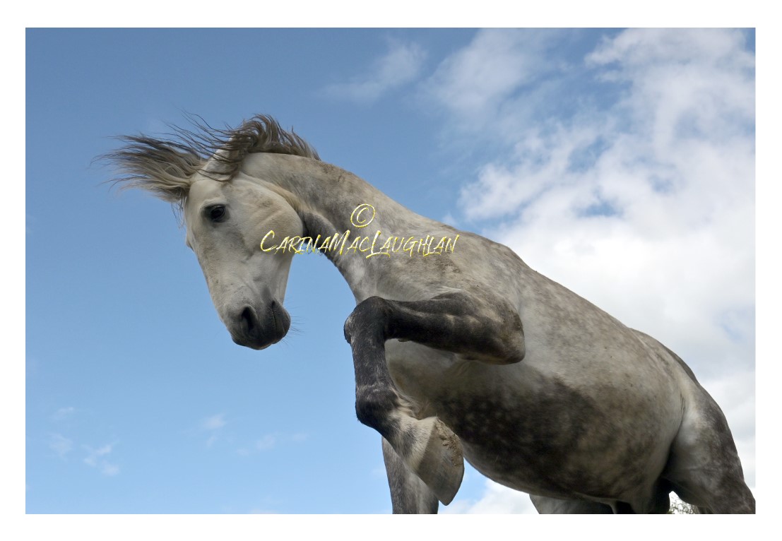 Fine art horse photography from the Clan of Vagabonds