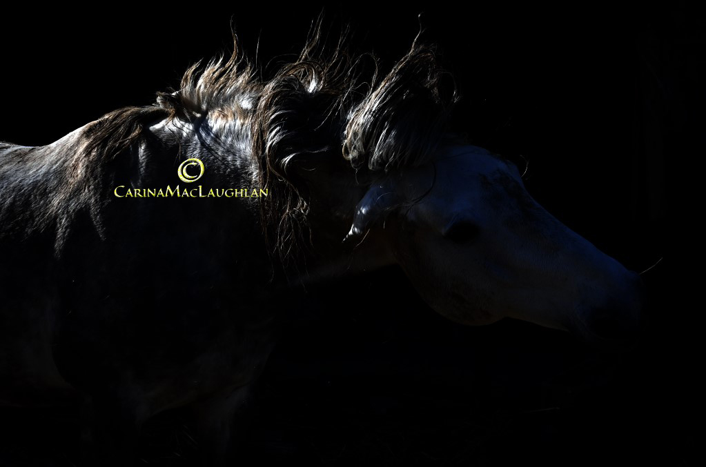 Equine art print by Carina Mac Laughlan